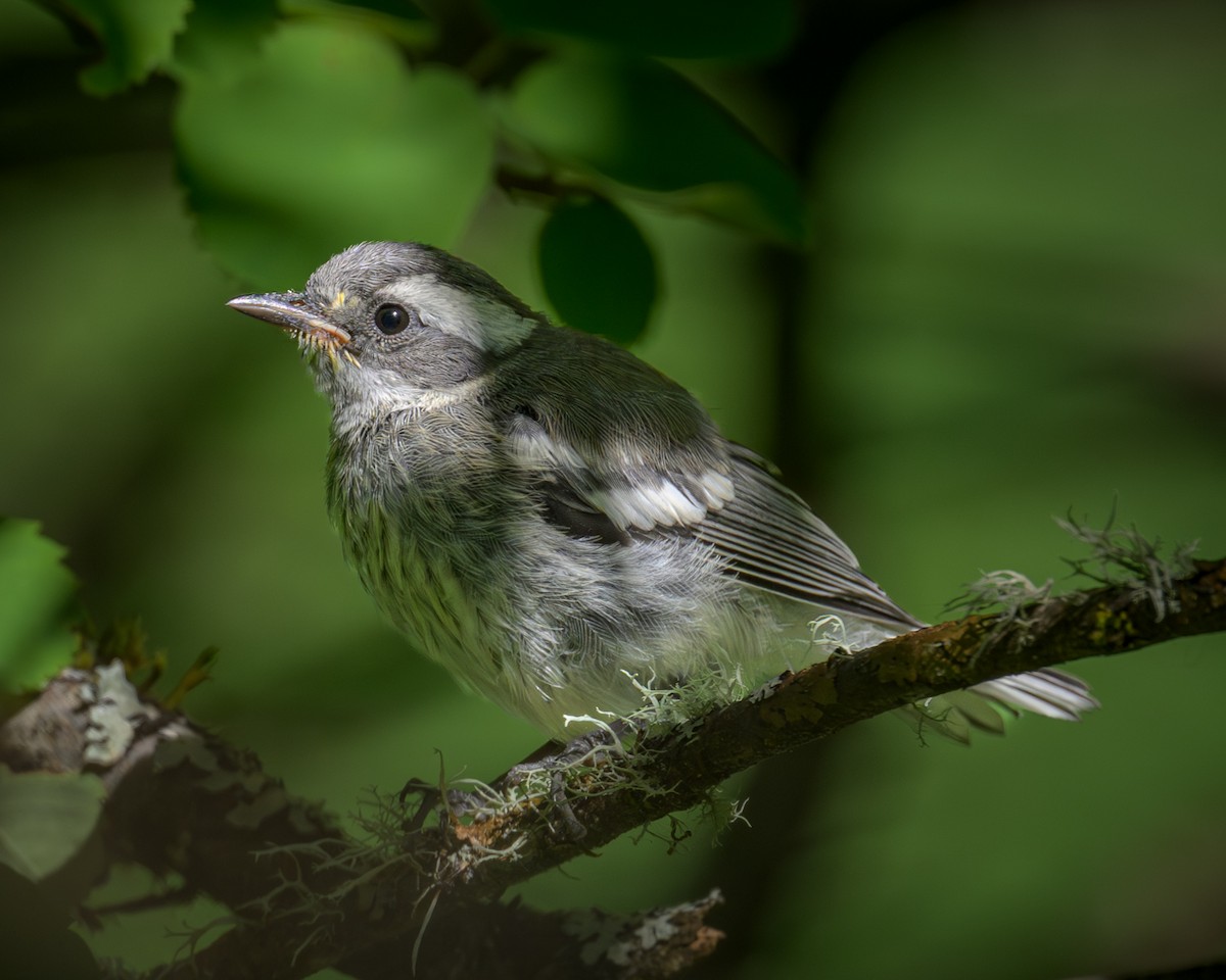 Black-throated Gray Warbler - ML620870781