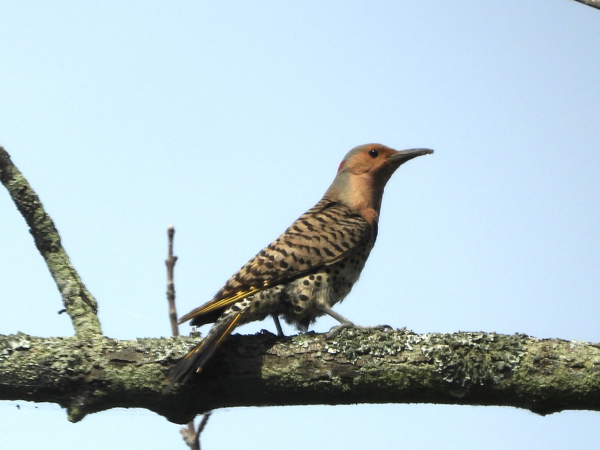 Northern Flicker (Yellow-shafted) - ML620870786