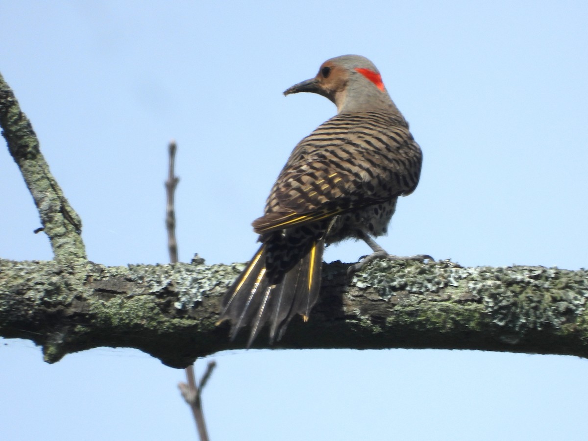 Northern Flicker (Yellow-shafted) - ML620870787