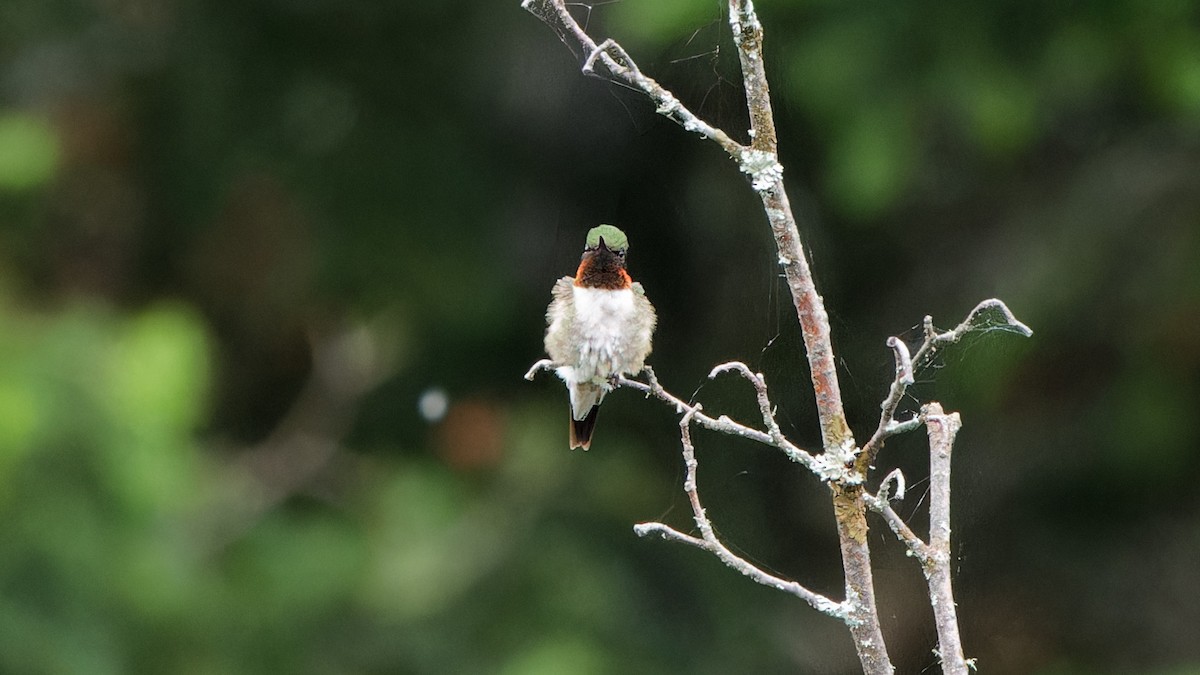 Ruby-throated Hummingbird - Bob Scheidt