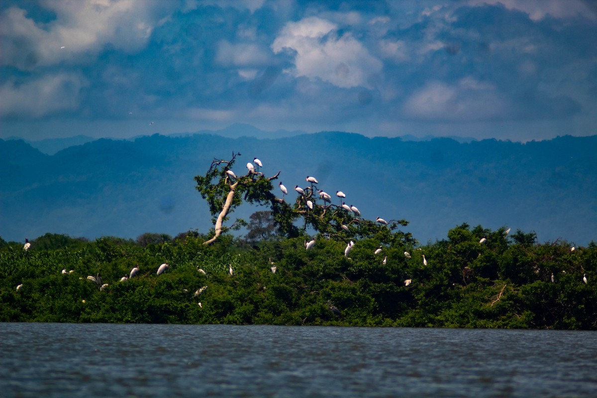 Wood Stork - ML620870795