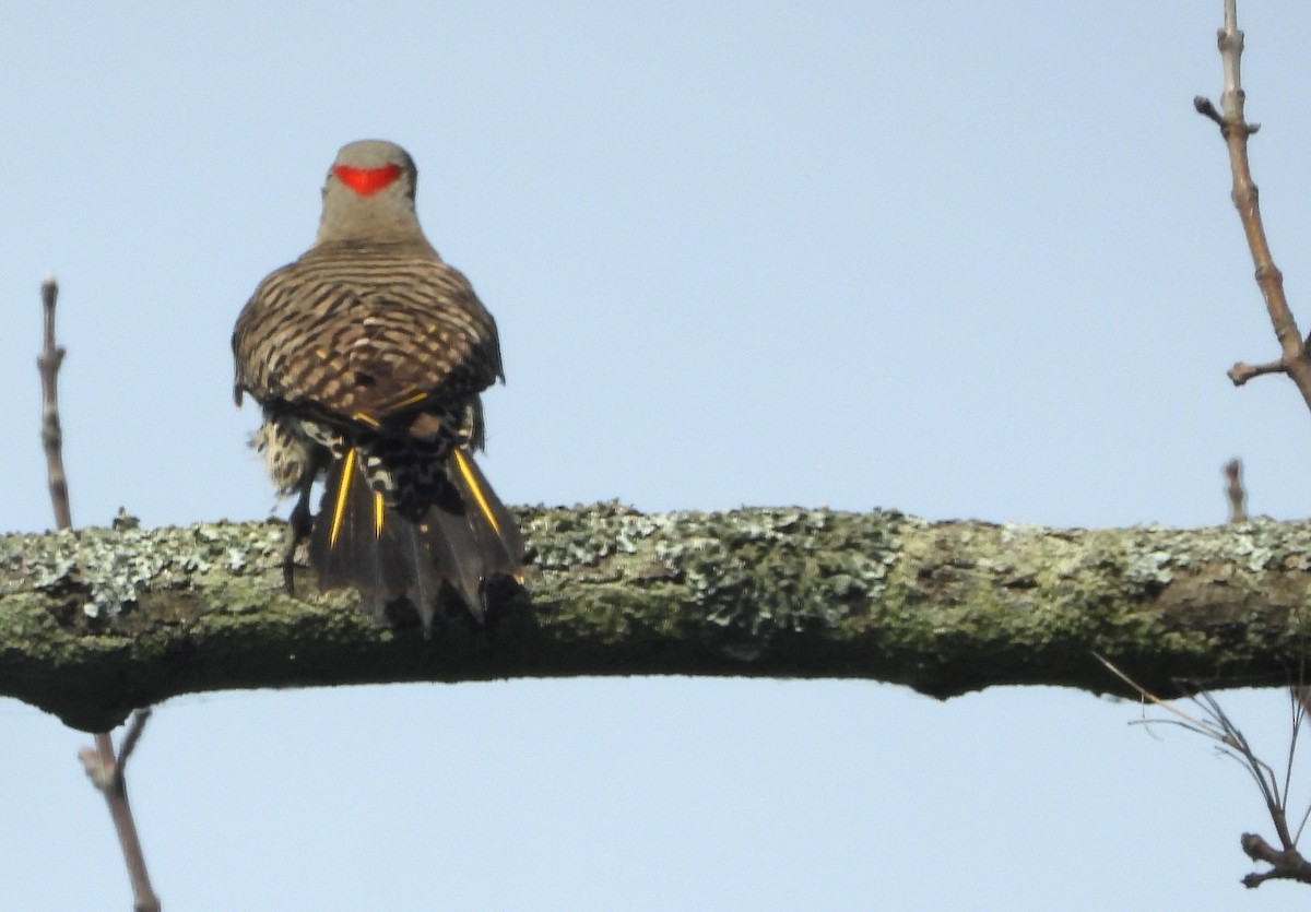 Northern Flicker (Yellow-shafted) - ML620870797