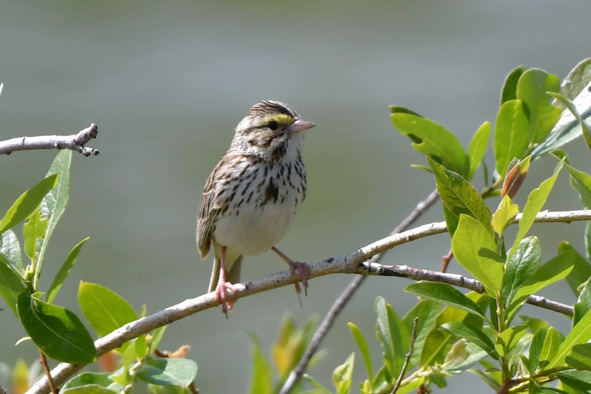 Savannah Sparrow - ML620870798