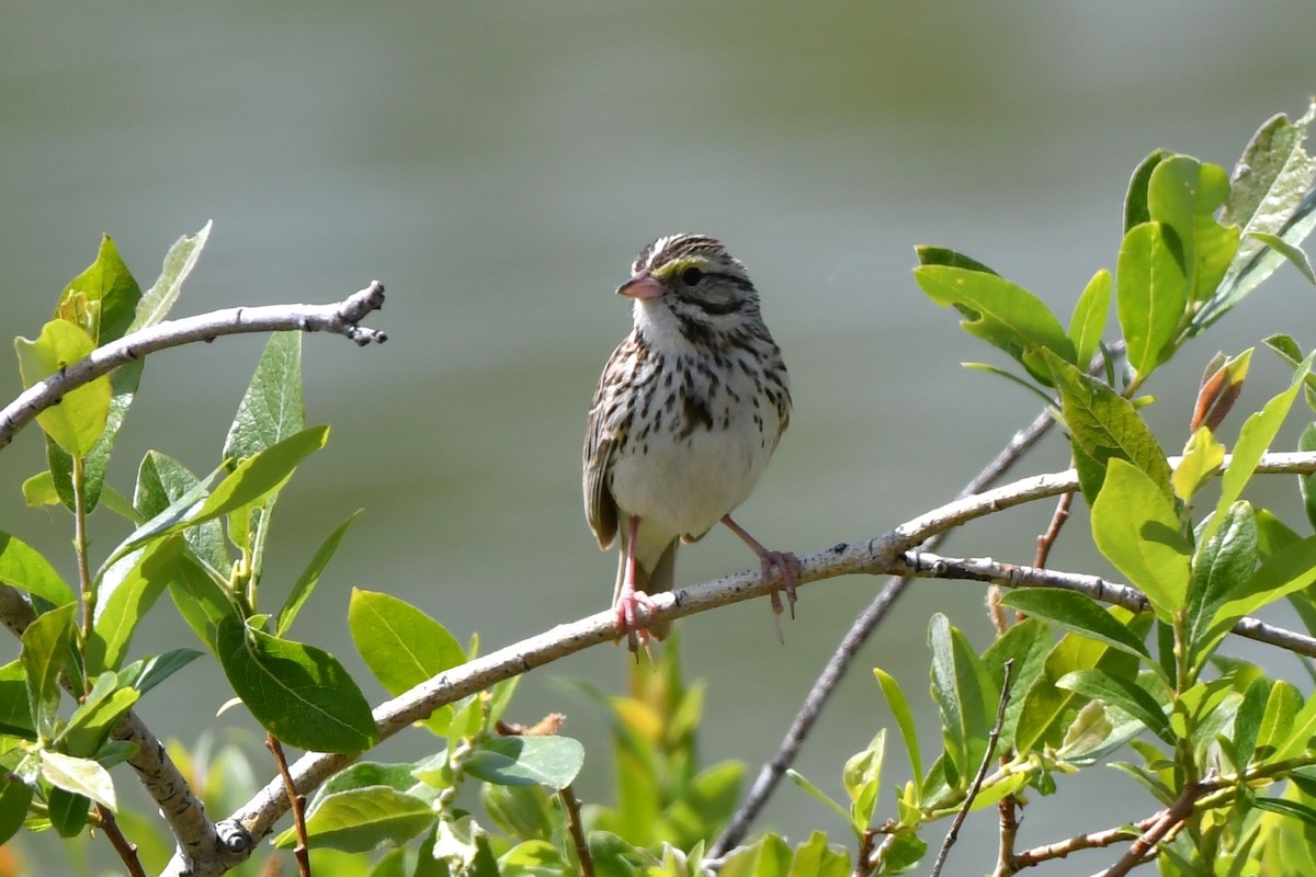 Savannah Sparrow - ML620870799