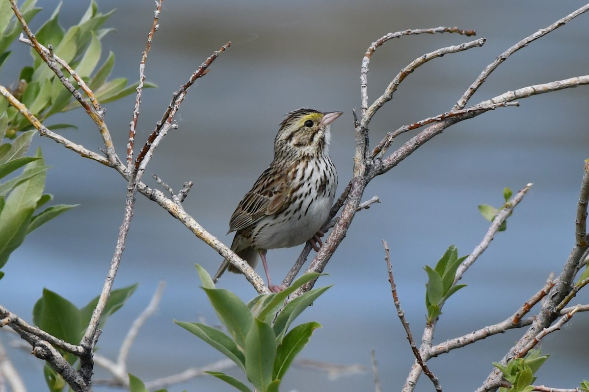 Savannah Sparrow - ML620870800