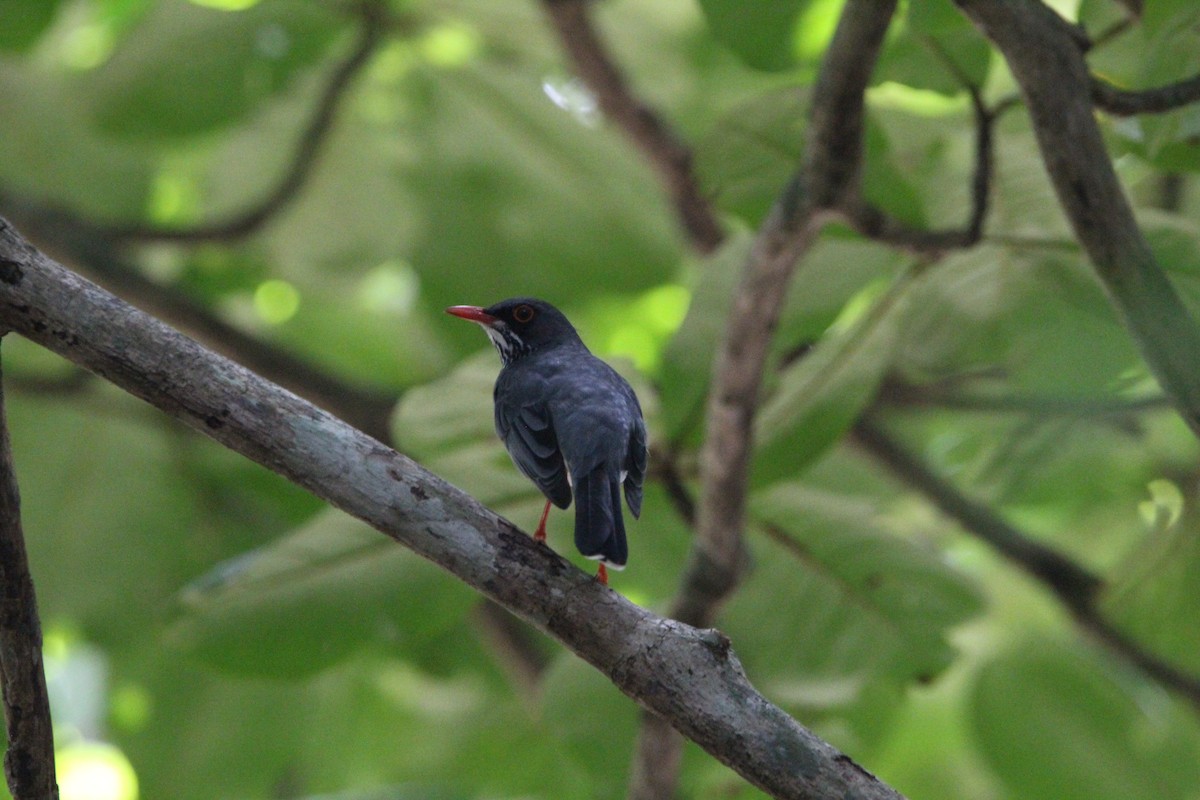 Red-legged Thrush - ML620870814