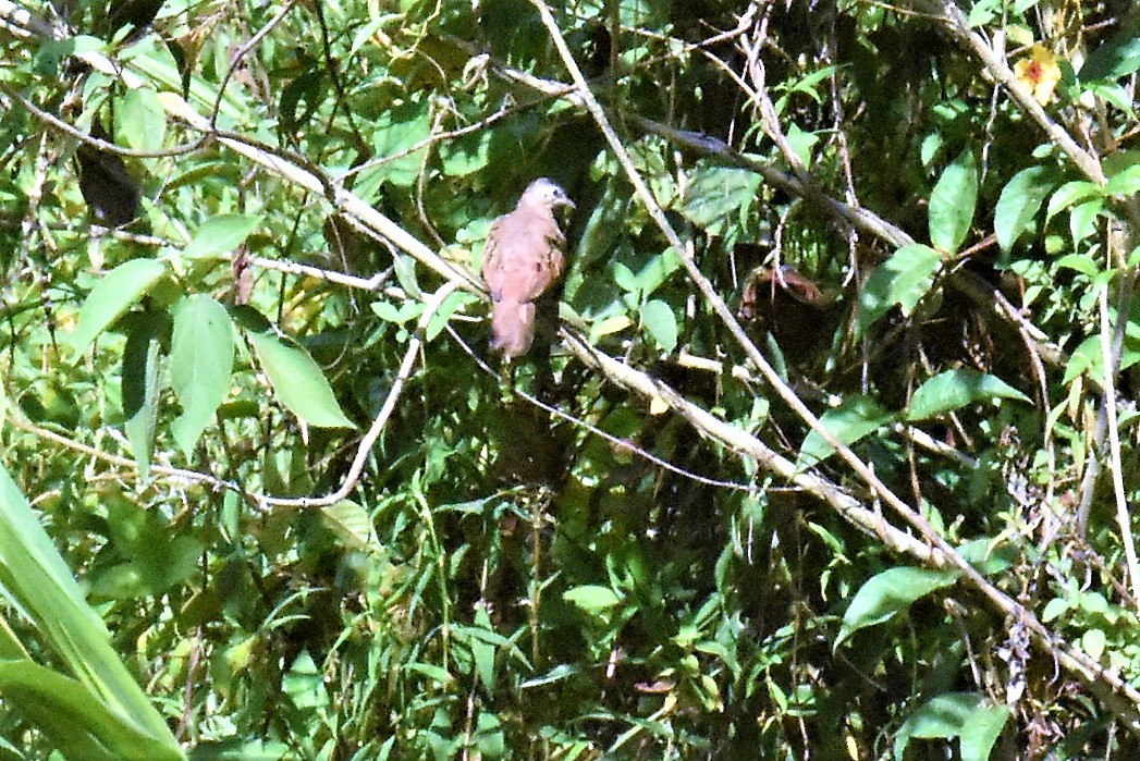 Ruddy Ground Dove - ML620870817