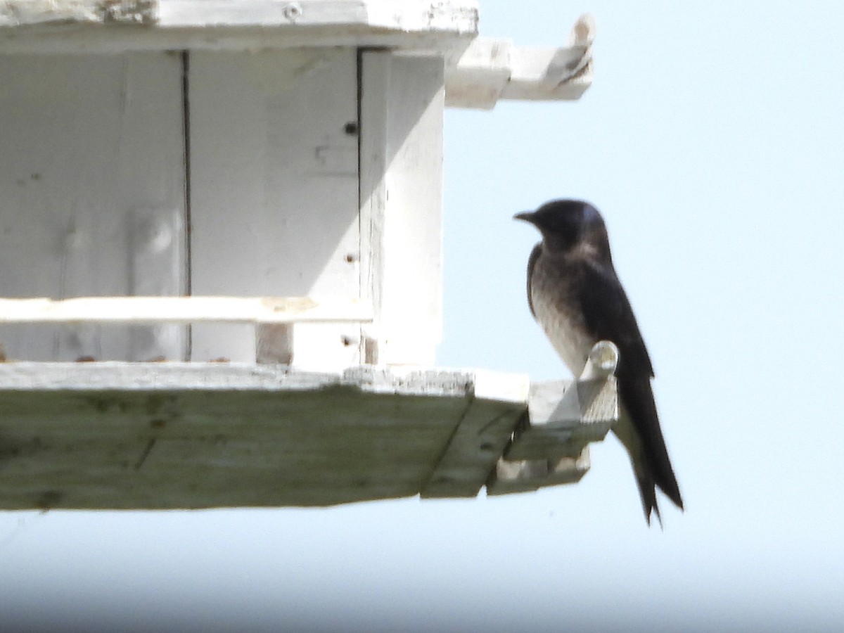 Purple Martin - ML620870821