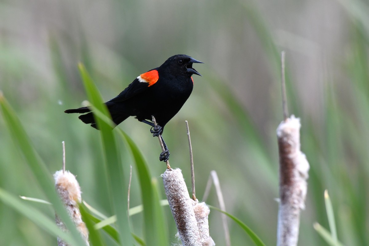 Red-winged Blackbird - ML620870828