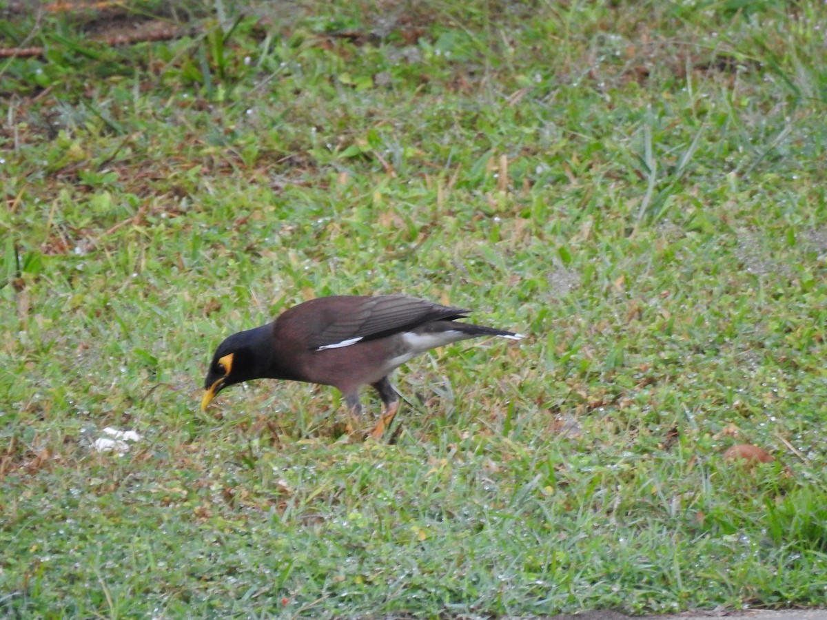 Common Myna - ML620870838