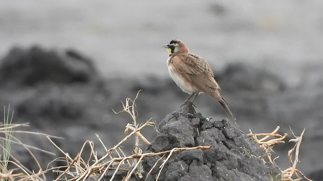 Horned Lark (Mexican) - ML620870849