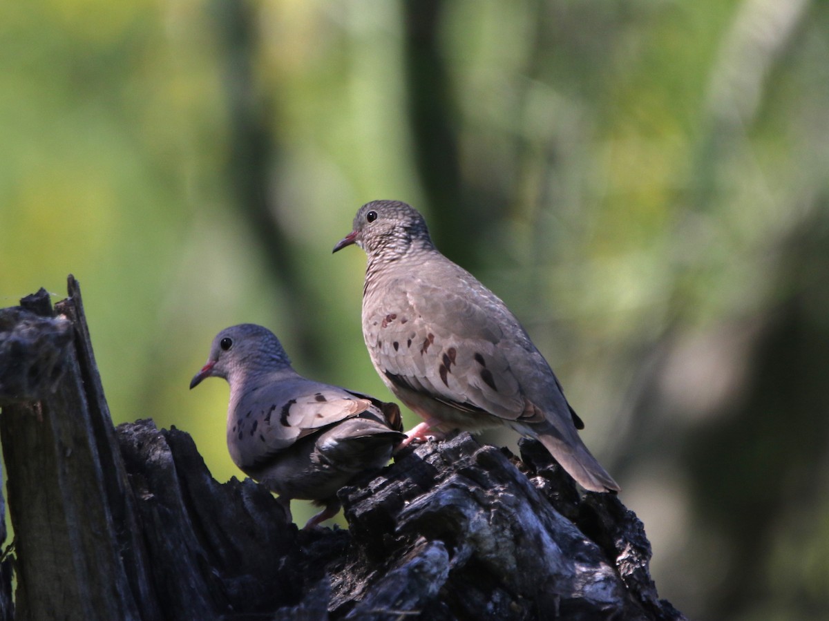 Common Ground Dove - ML620870854