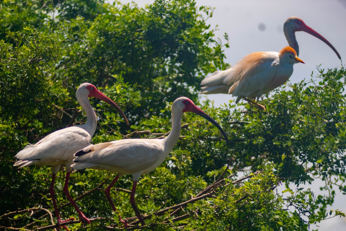 White Ibis - ML620870861