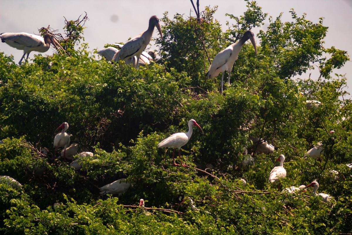 White Ibis - ML620870863