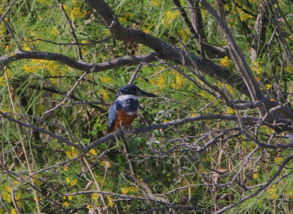 Ringed Kingfisher - ML620870872