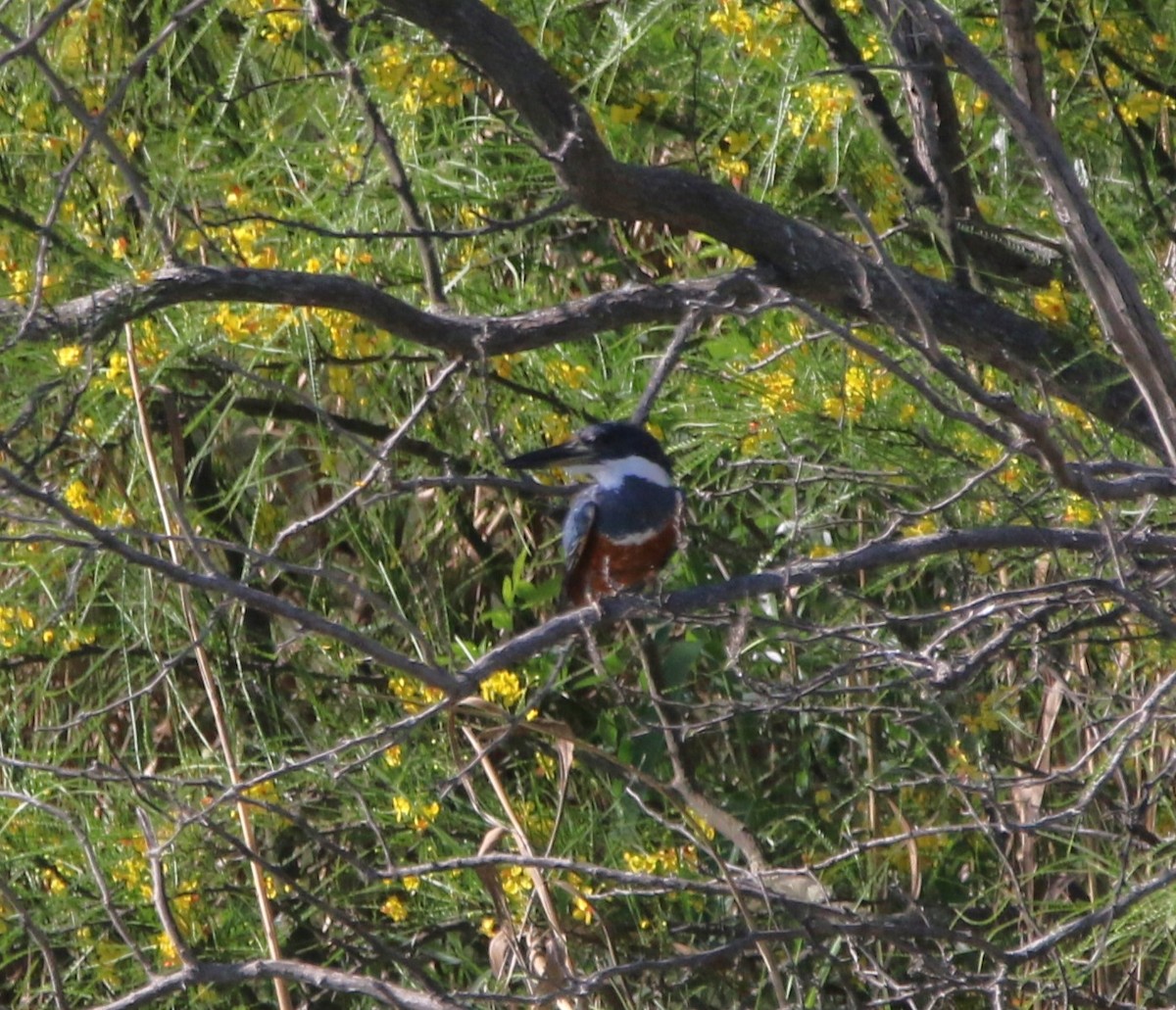 Ringed Kingfisher - ML620870877