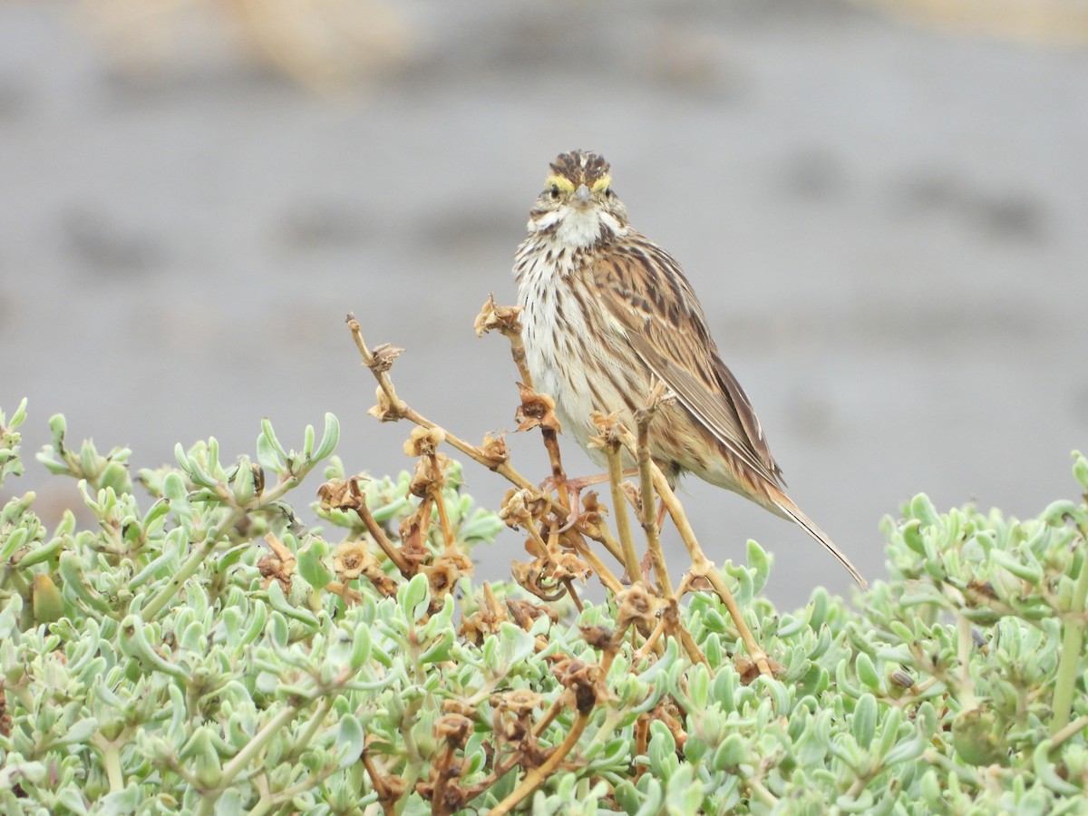 Savannah Sparrow (Savannah) - ML620870879