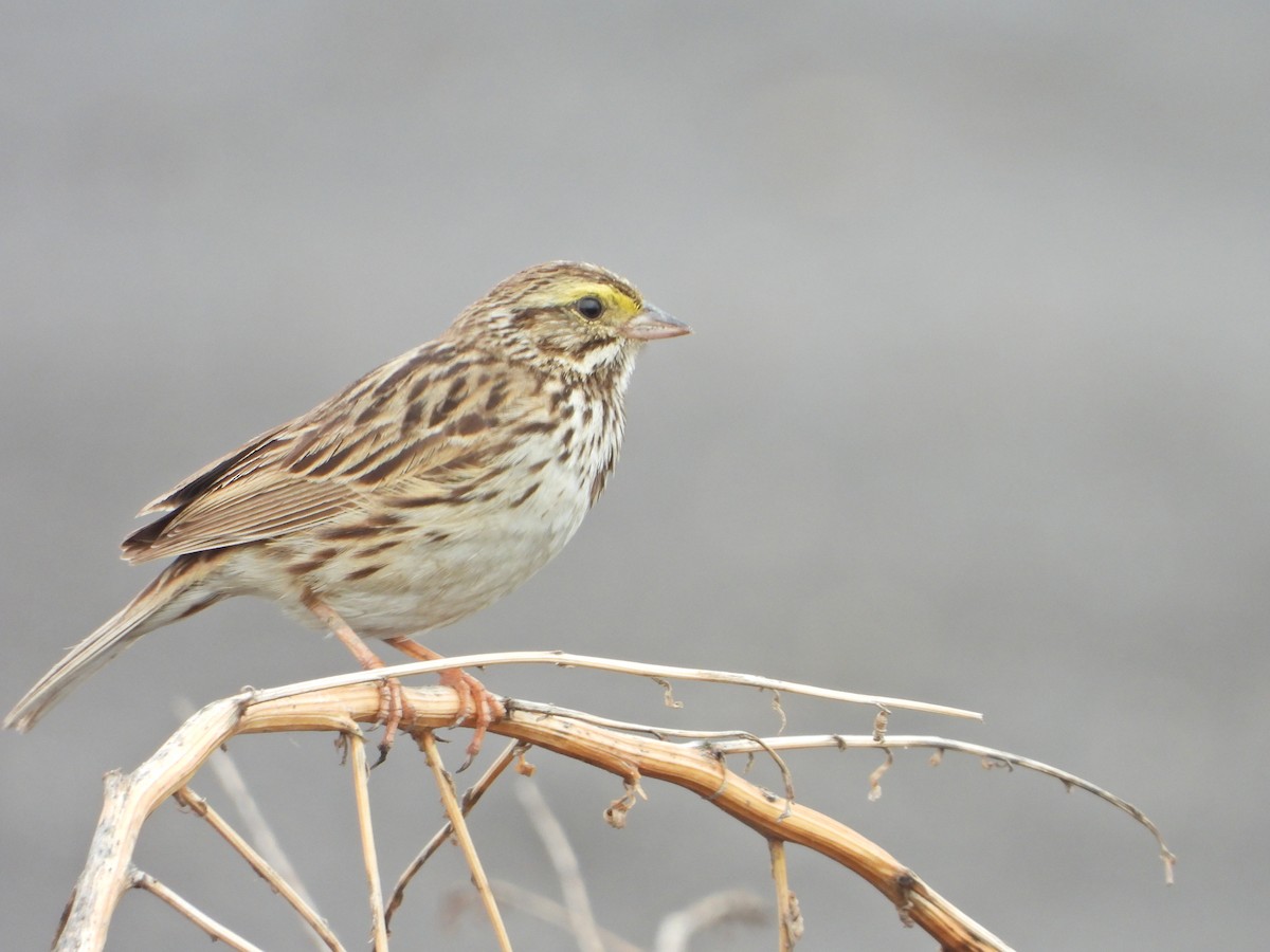 Savannah Sparrow (Savannah) - ML620870880