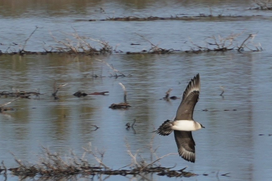 Parasitic Jaeger - ML620870885