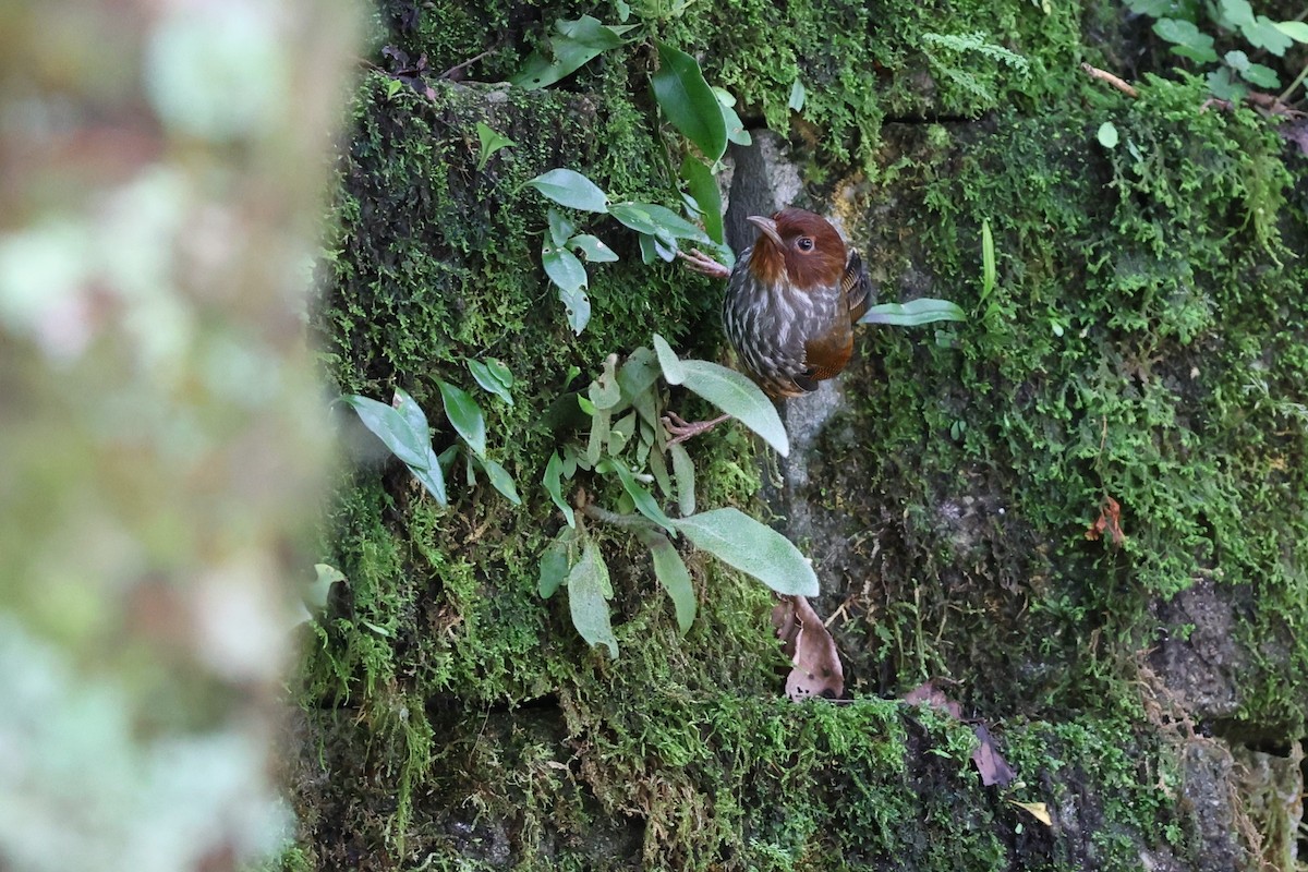 Actinodura de Formosa - ML620870887