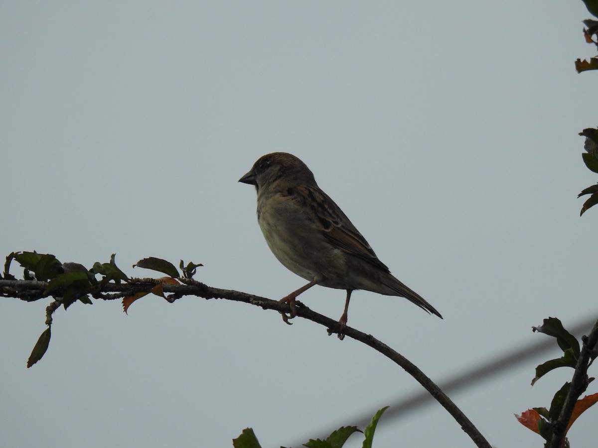 House Sparrow - ML620870890