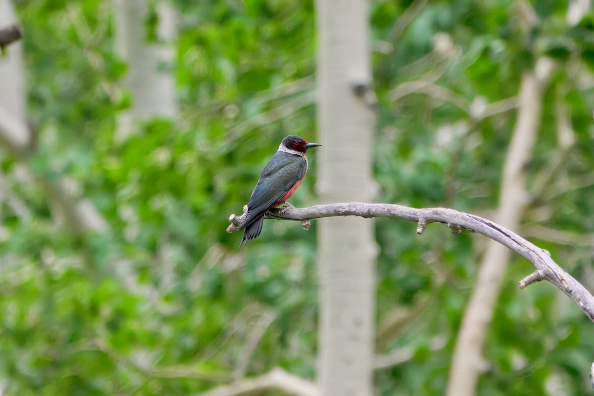 Lewis's Woodpecker - ML620870892