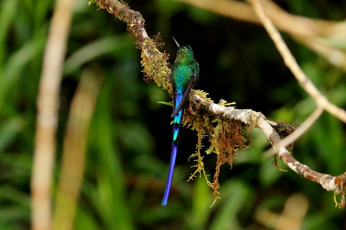 Violet-tailed Sylph - ML620870893