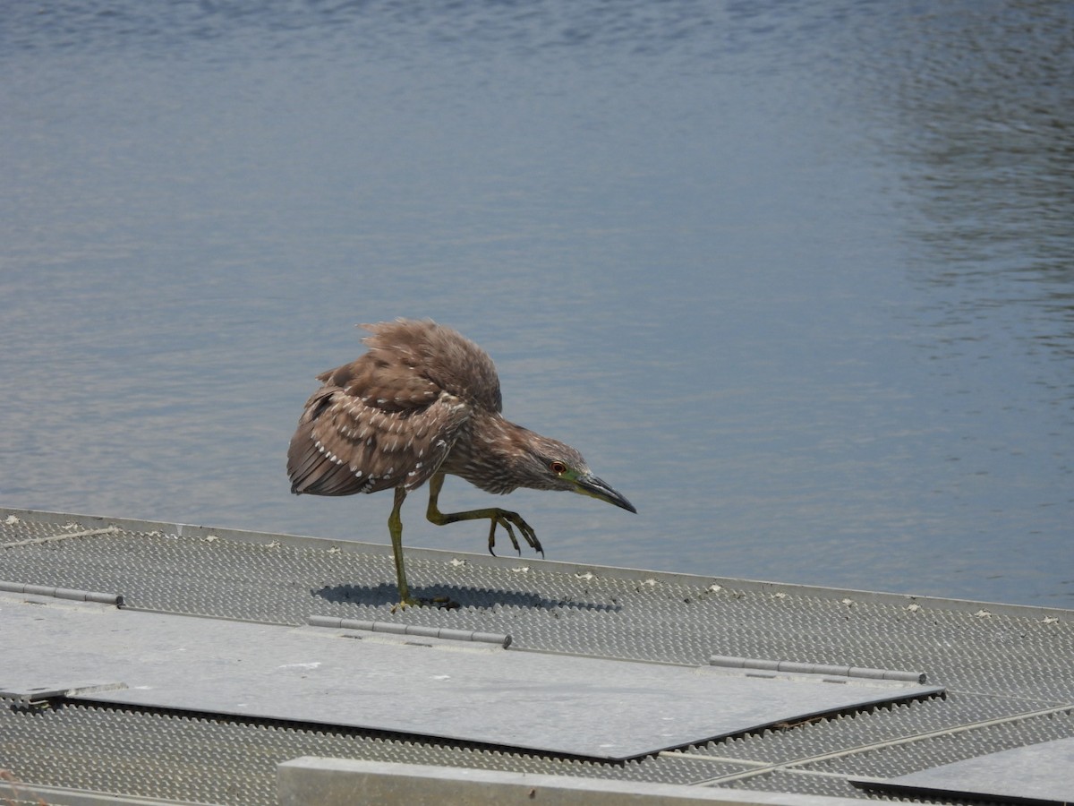 Yellow-crowned Night Heron - ML620870897