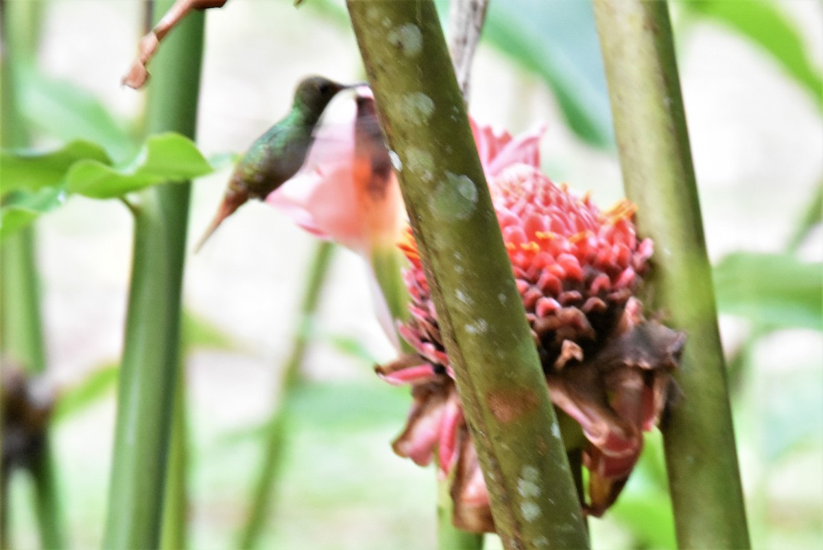 Rufous-tailed Hummingbird - ML620870908