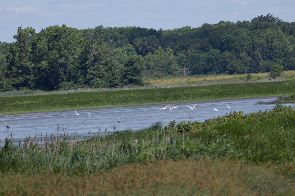 Great Egret - ML620870910