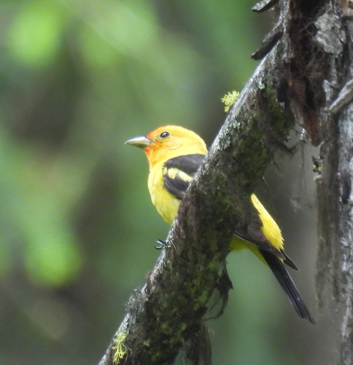 Western Tanager - ML620870911