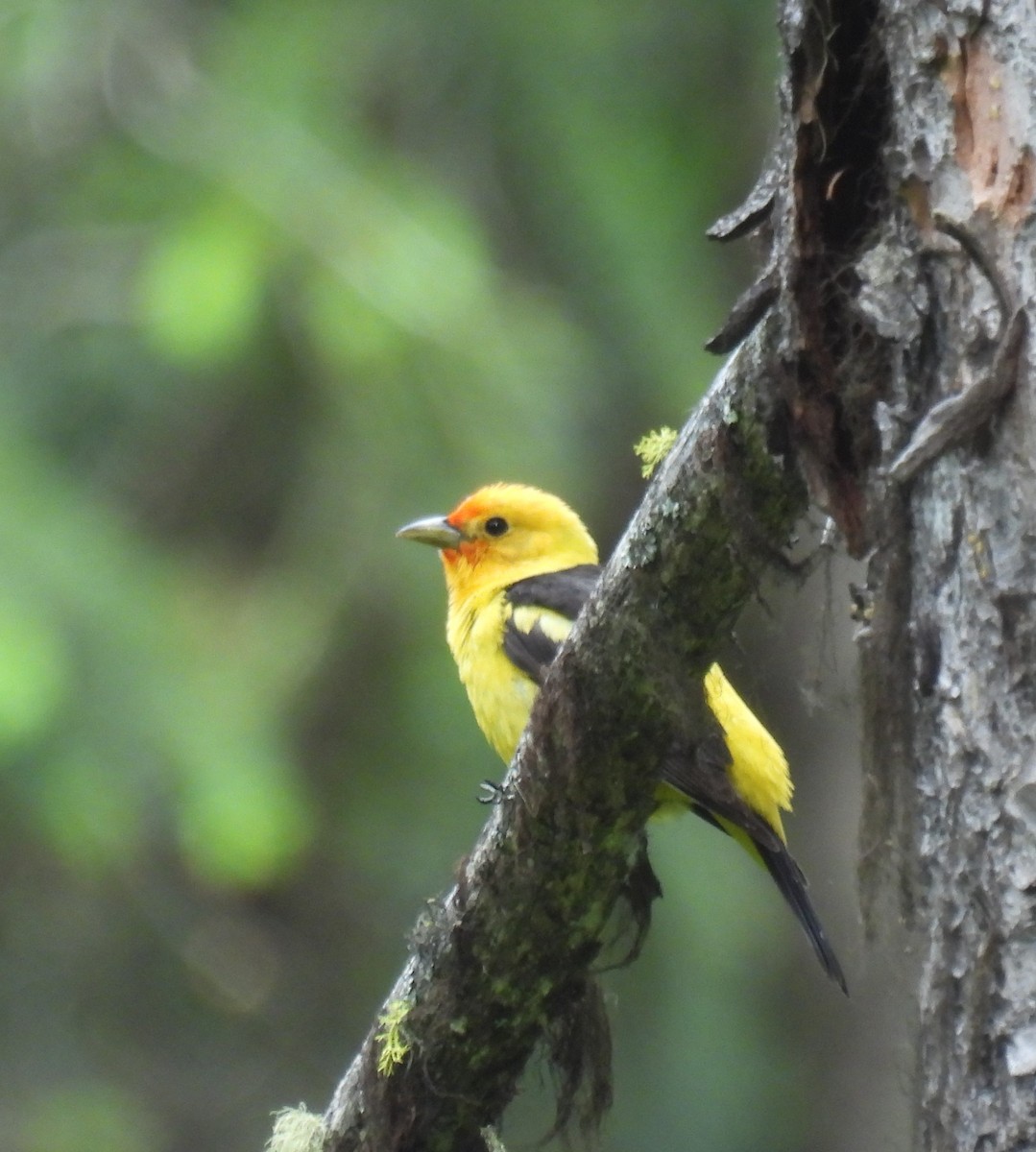 Western Tanager - ML620870912
