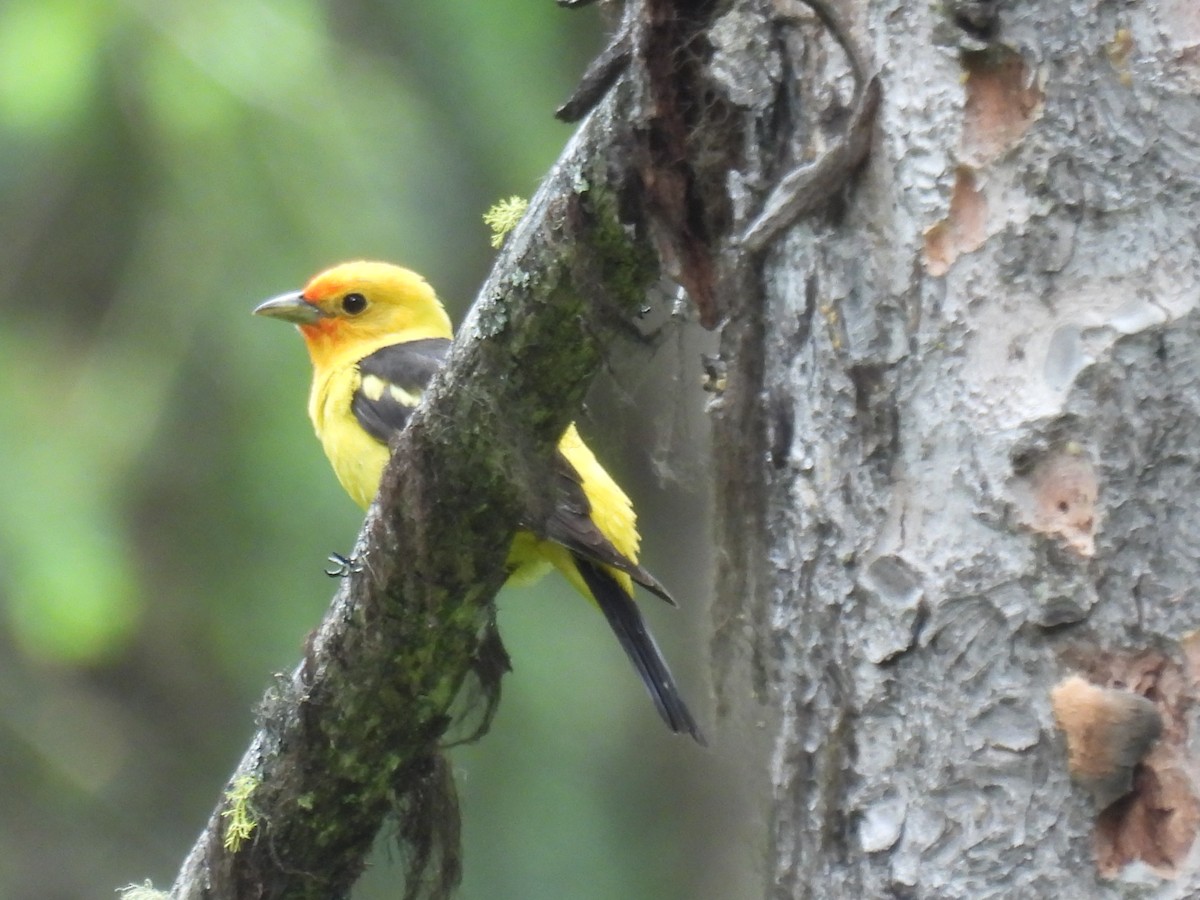 Western Tanager - ML620870913
