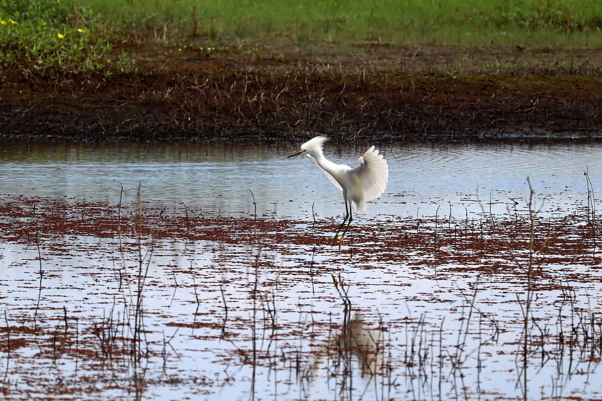 Snowy Egret - ML620870918