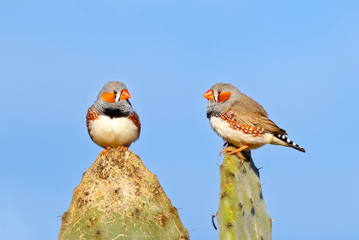 Zebra Finch - Elspeth M