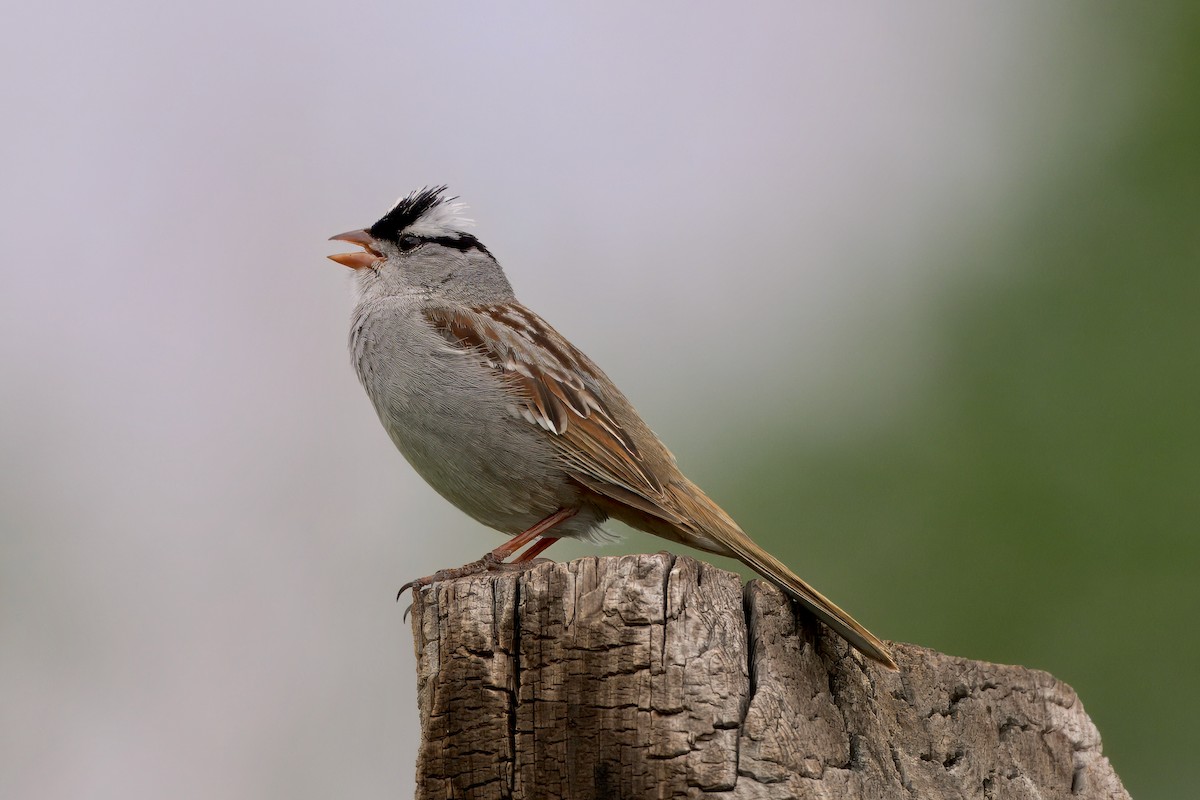 White-crowned Sparrow (Dark-lored) - ML620870926