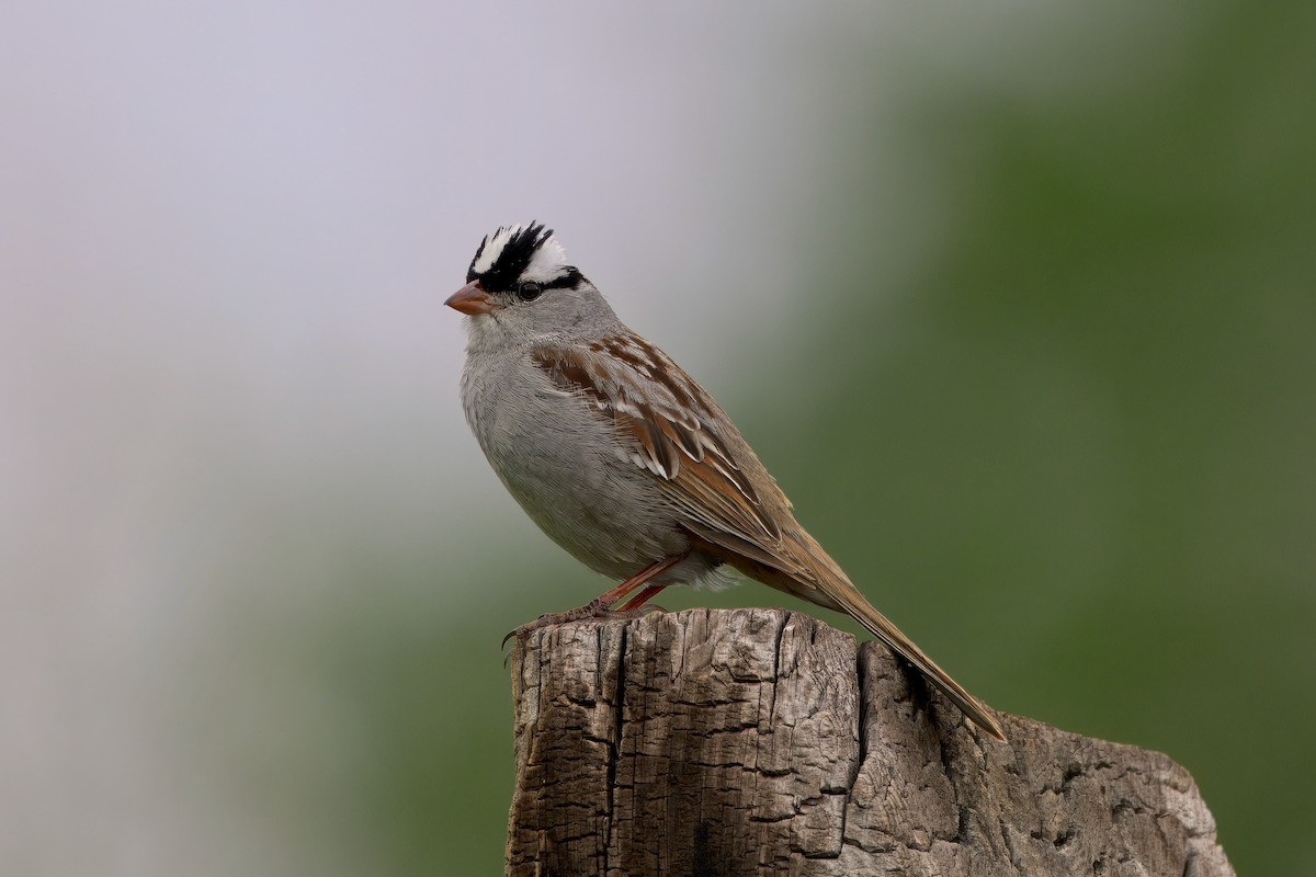 White-crowned Sparrow (Dark-lored) - ML620870927