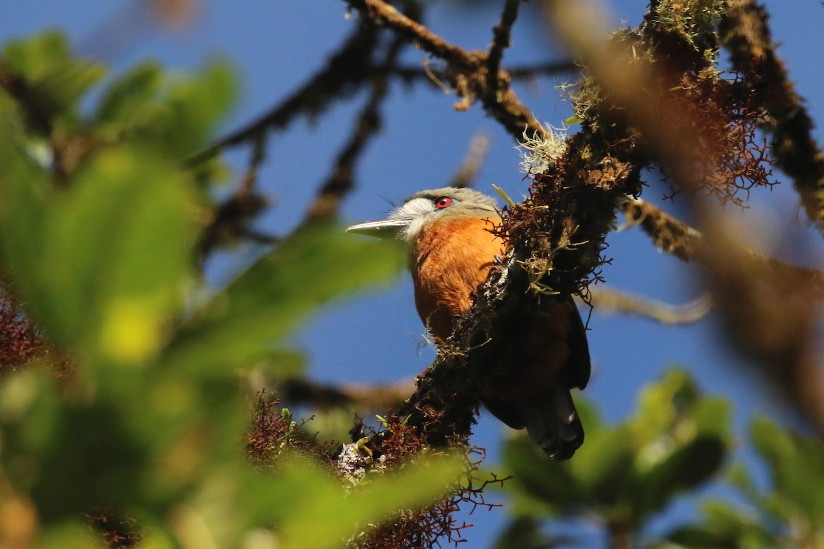 White-faced Nunbird - ML620870933