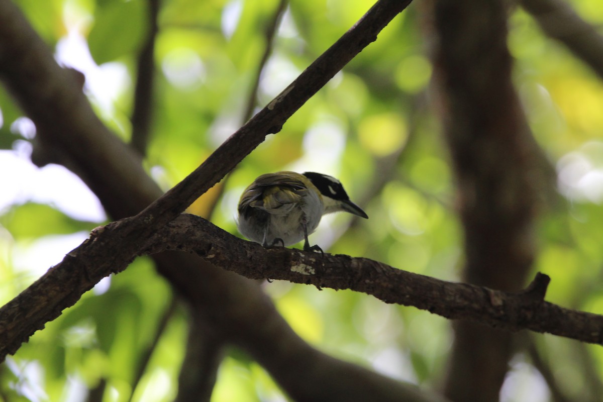 Black-crowned Palm-Tanager - ML620870939