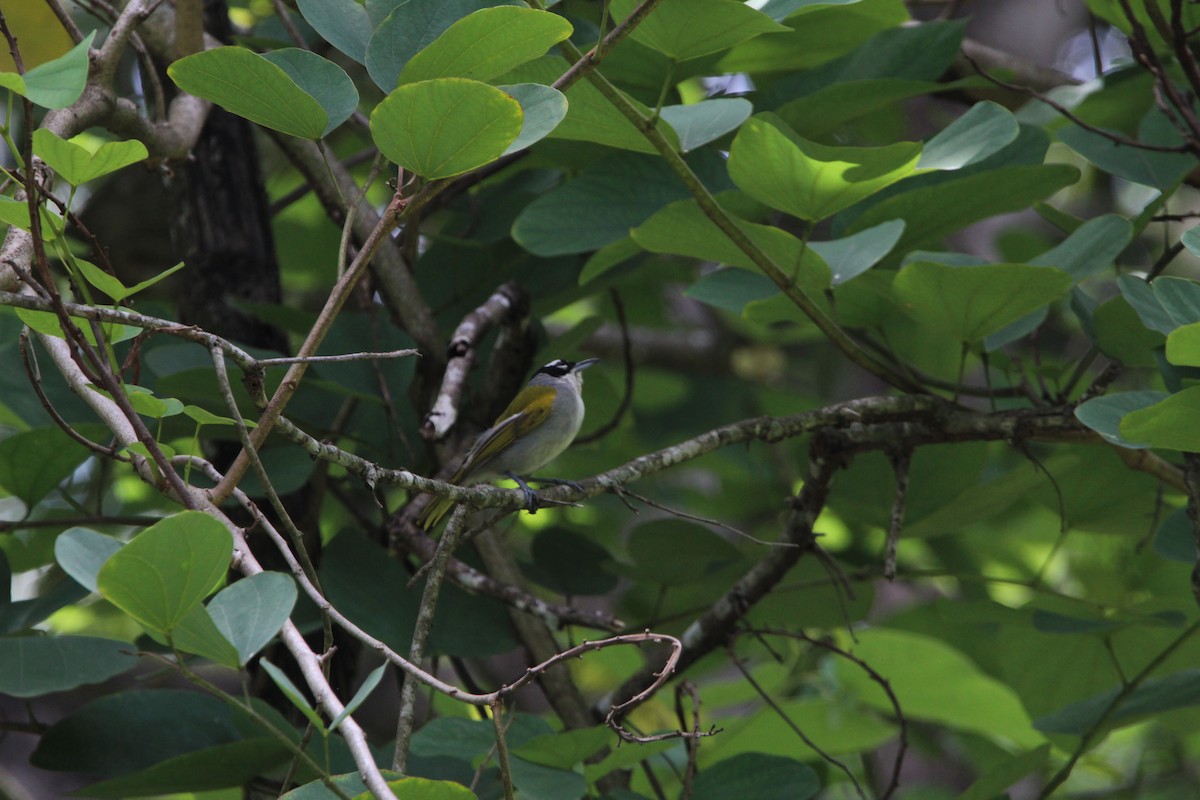 Black-crowned Palm-Tanager - Anthony Scott