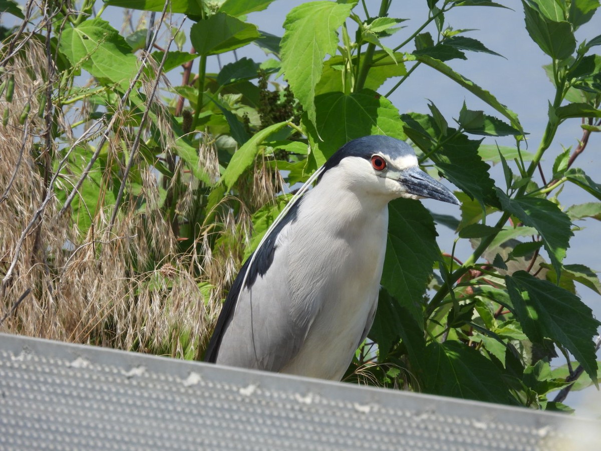 Black-crowned Night Heron - ML620870944