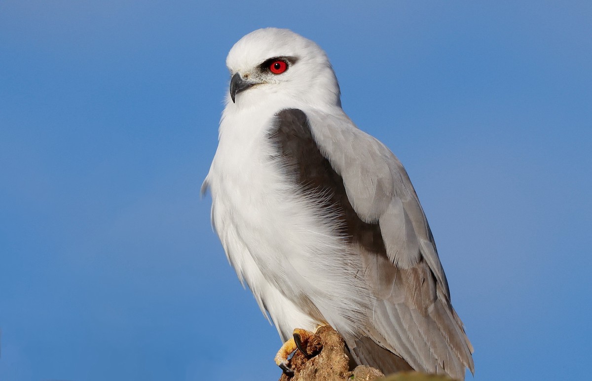 Black-shouldered Kite - ML620870945