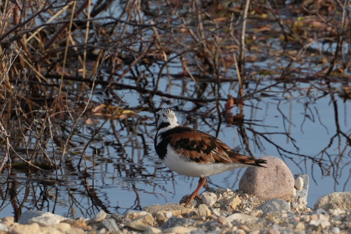 Ruddy Turnstone - ML620870951