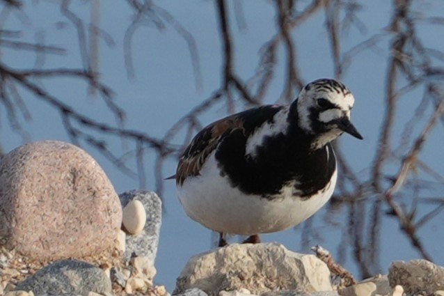 Ruddy Turnstone - ML620870952