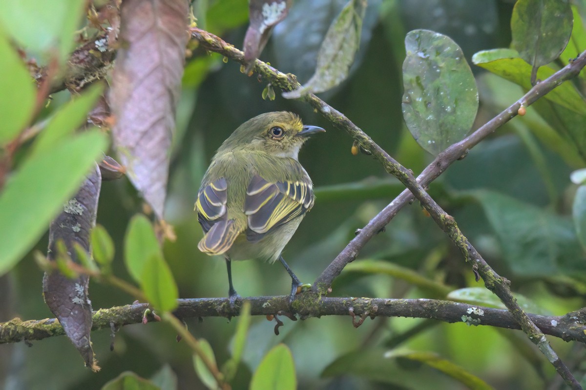 Choco Tyrannulet - ML620870962