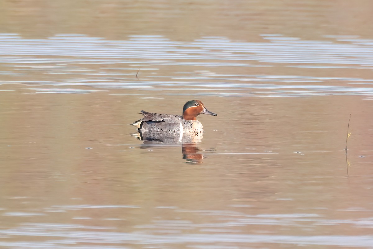 Green-winged Teal - ML620870964