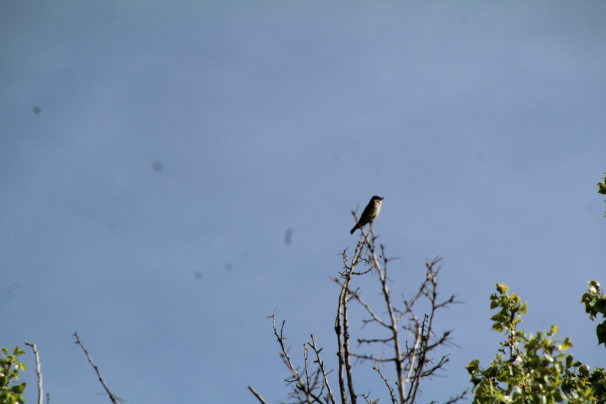 Western Wood-Pewee - ML620870980