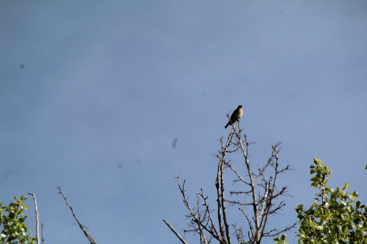 Western Wood-Pewee - ML620870982