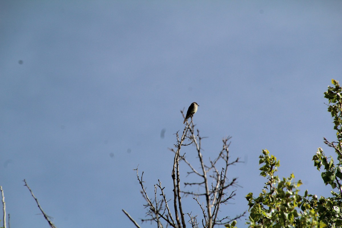 Western Wood-Pewee - ML620870983