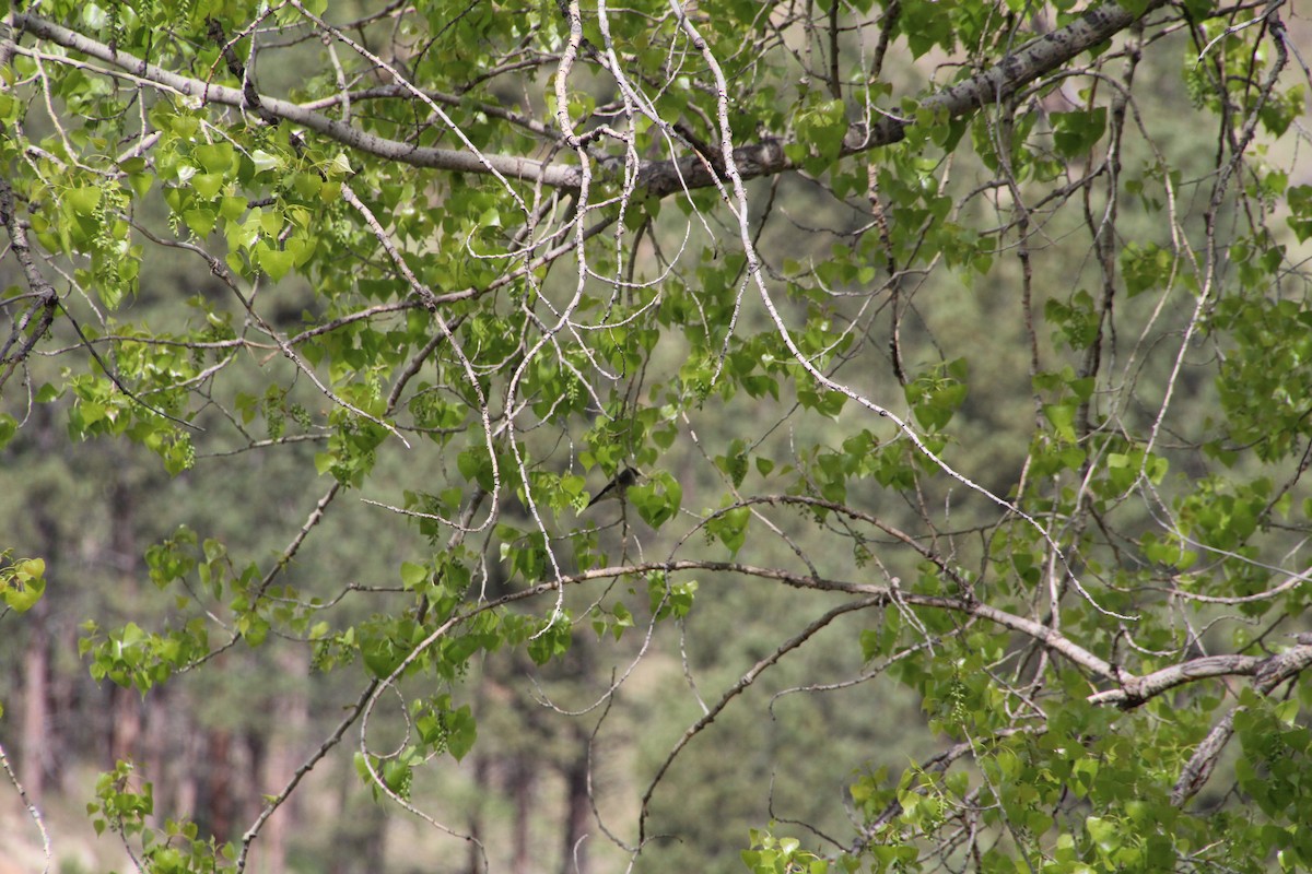 Western Wood-Pewee - ML620870986